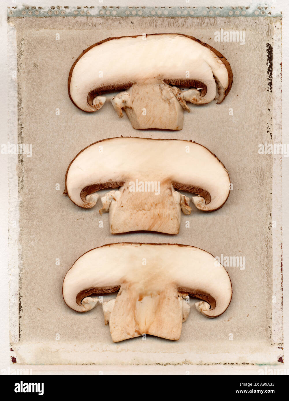 Champignons tranchés sur un transfert de polaroid Banque D'Images