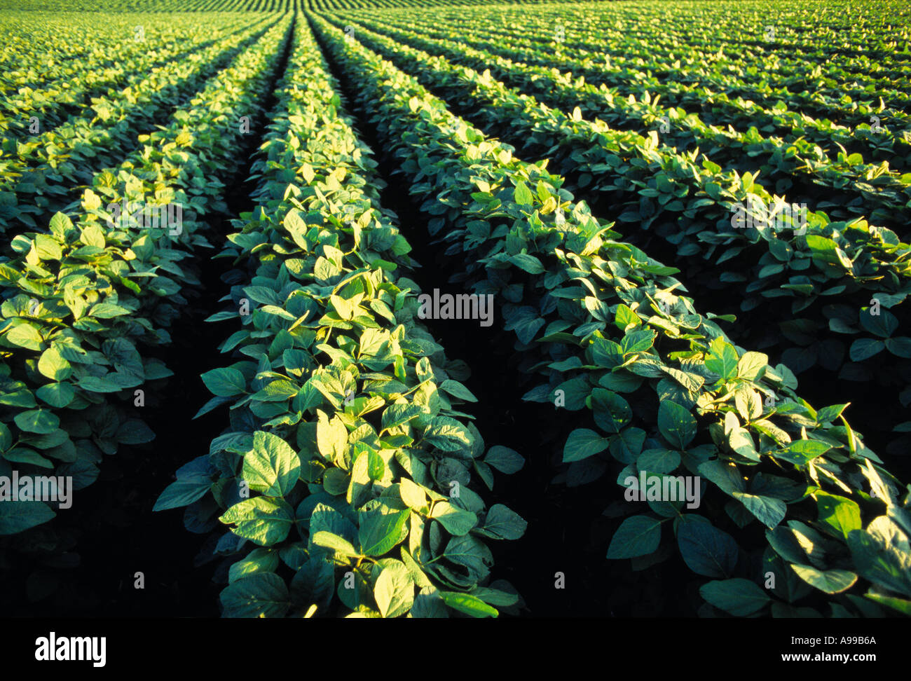 La croissance de l'Agriculture - Milieu / champ de soja en Iowa, États-Unis. Banque D'Images