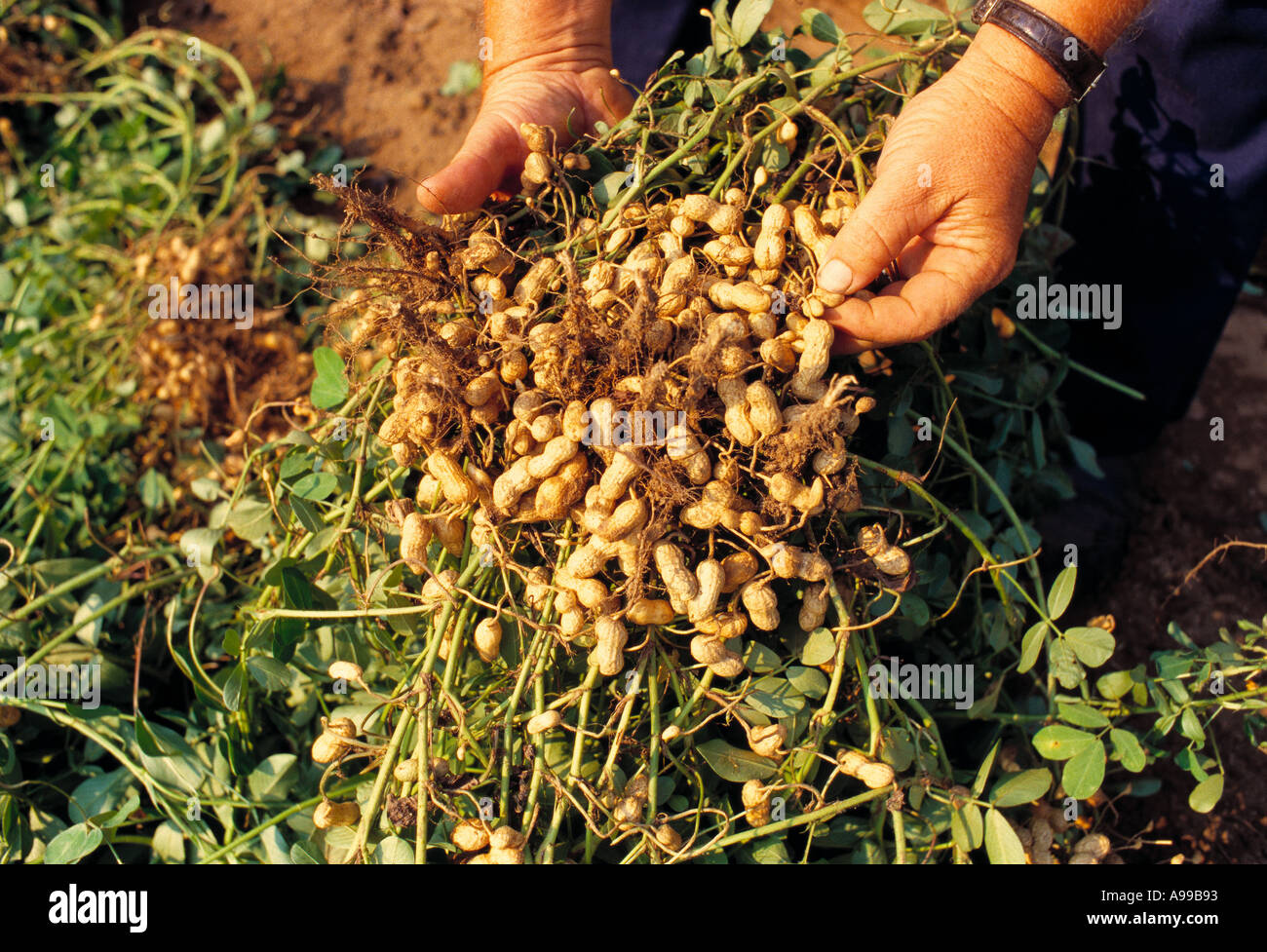 Agriculture - UN farmer's hands holding mature arachides qui viennent d'être récoltés / New York, USA. Banque D'Images