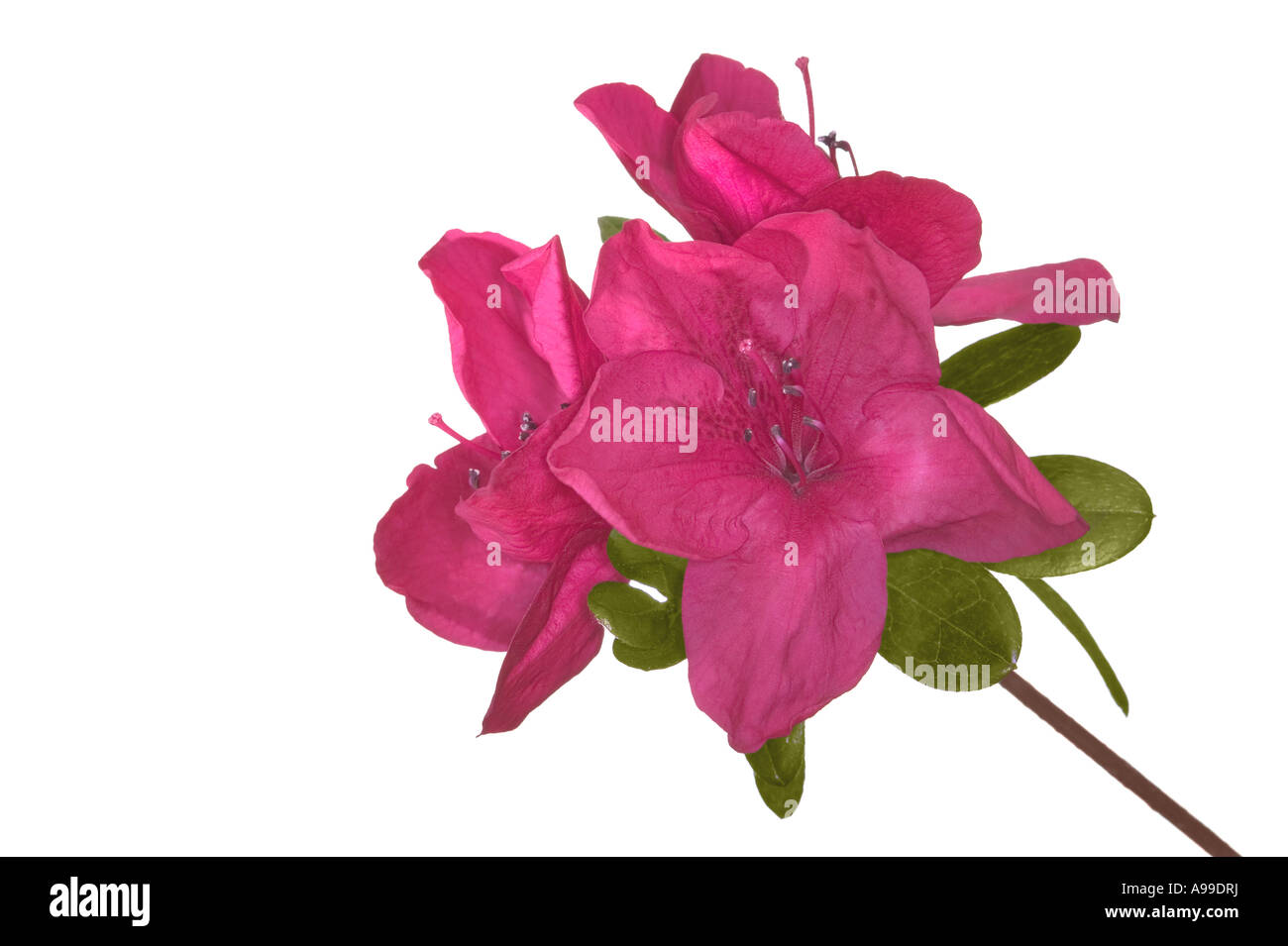 Moederkensgag Azalée rouge Flower isolated on white Banque D'Images