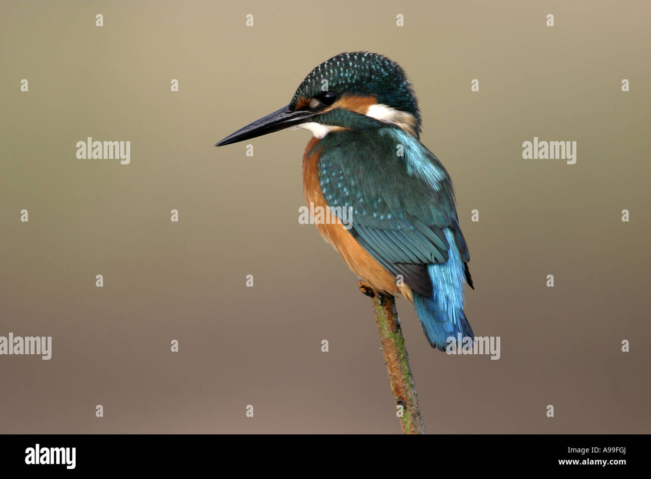 Kingfisher Banque D'Images