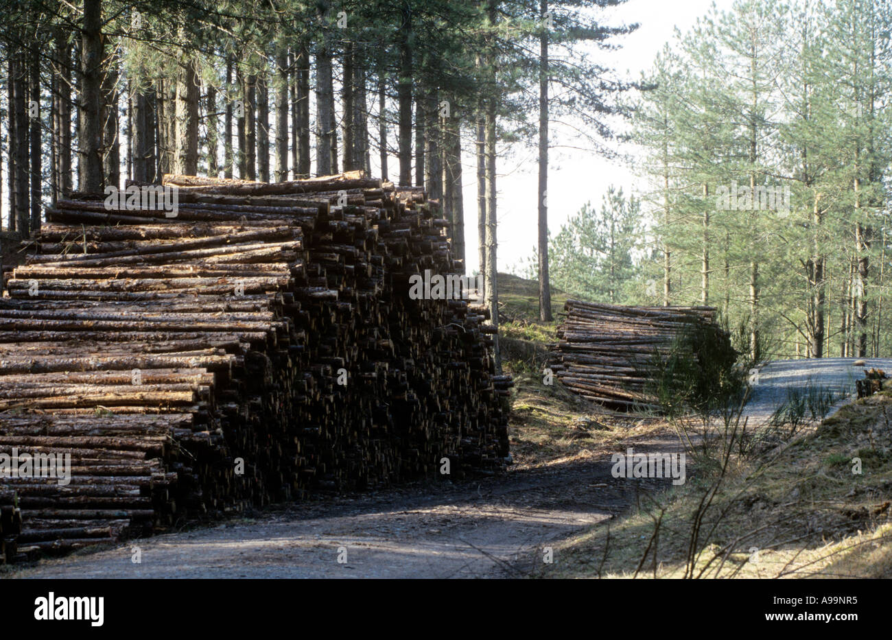 Pieux journal forêt Newborough Anglesey Banque D'Images