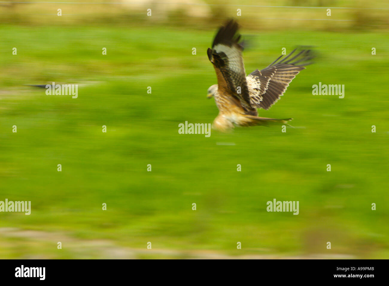 Red Kite swooping pour l'alimentation Banque D'Images