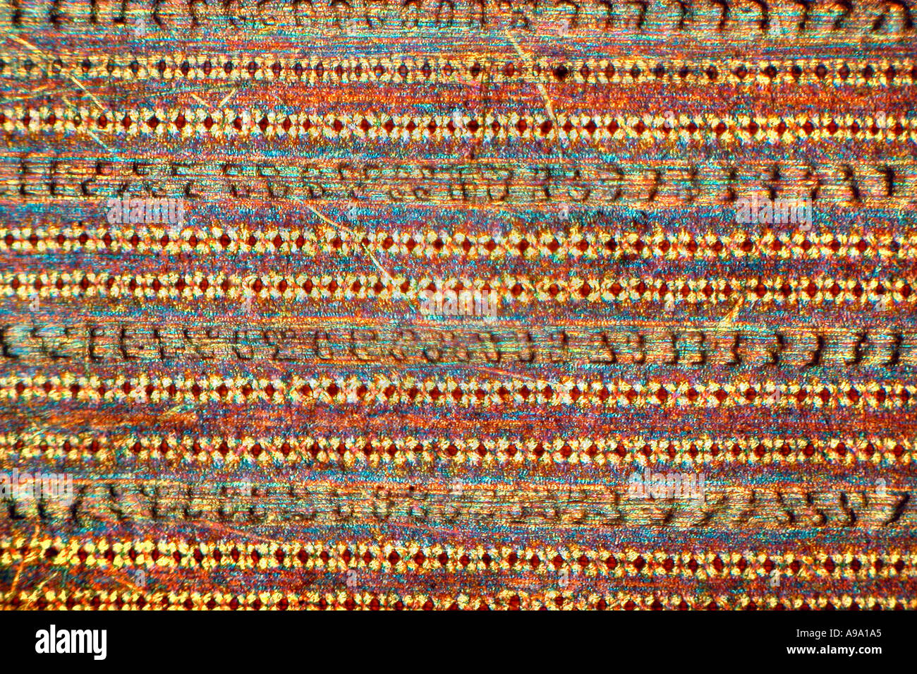 Épiderme de feuille de plante de prêle Equisetum traversé polars Banque D'Images Épiderme de feuille de plante de prêle Equisetum traversé polars Banque D'Images