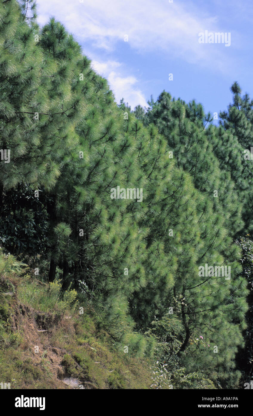Forêt de pins dans la vallée de Katmandou au Népal Banque D'Images