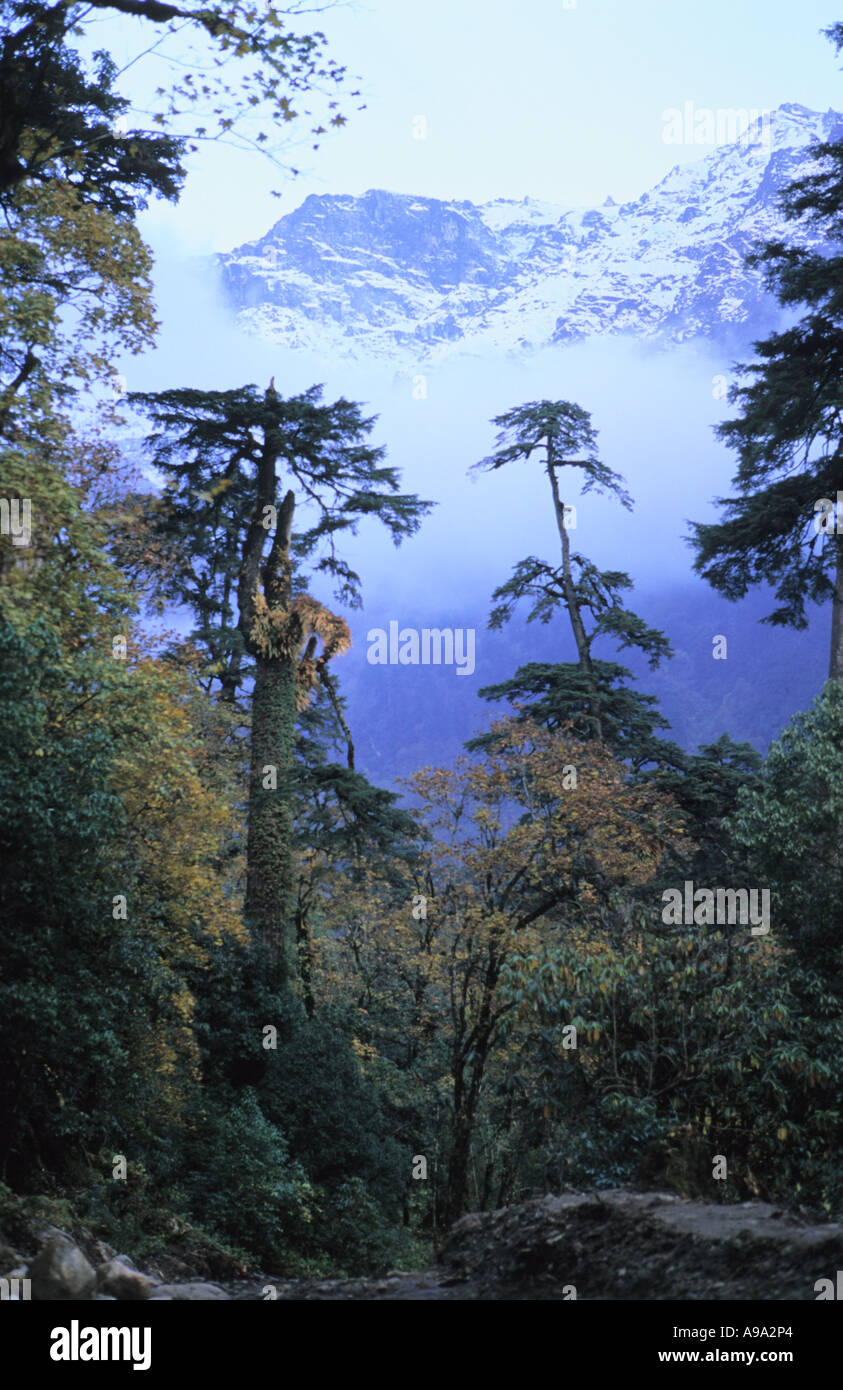 La forêt alpine Tal environs zone de conservation de l'Annapurna au Népal Banque D'Images
