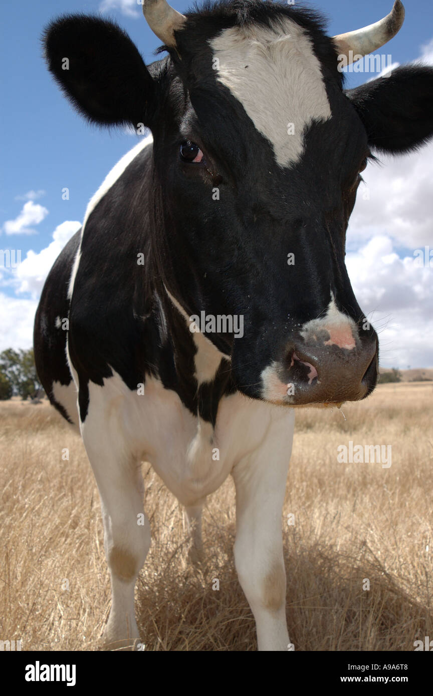 Vache noir et blanc Banque D'Images