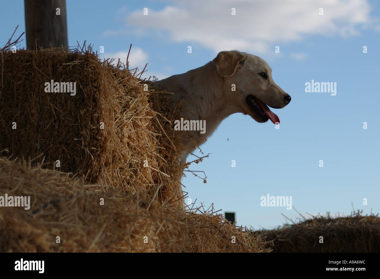 Chiot dans une botte Banque D'Images