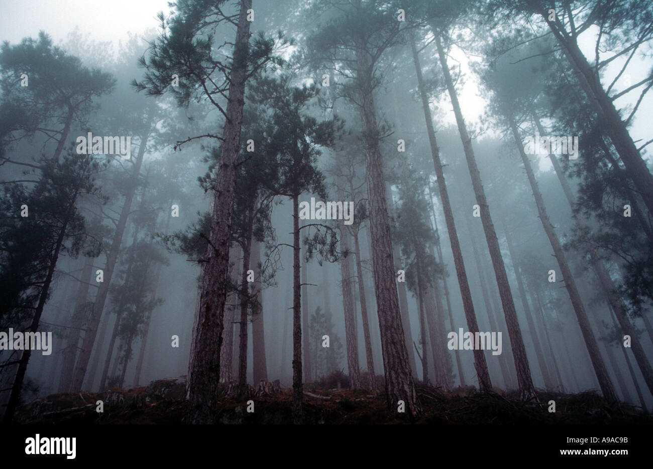 Mystic forêt brumeuse de pins Pinus nigra maritima à Ghisonaccia Corse France Banque D'Images