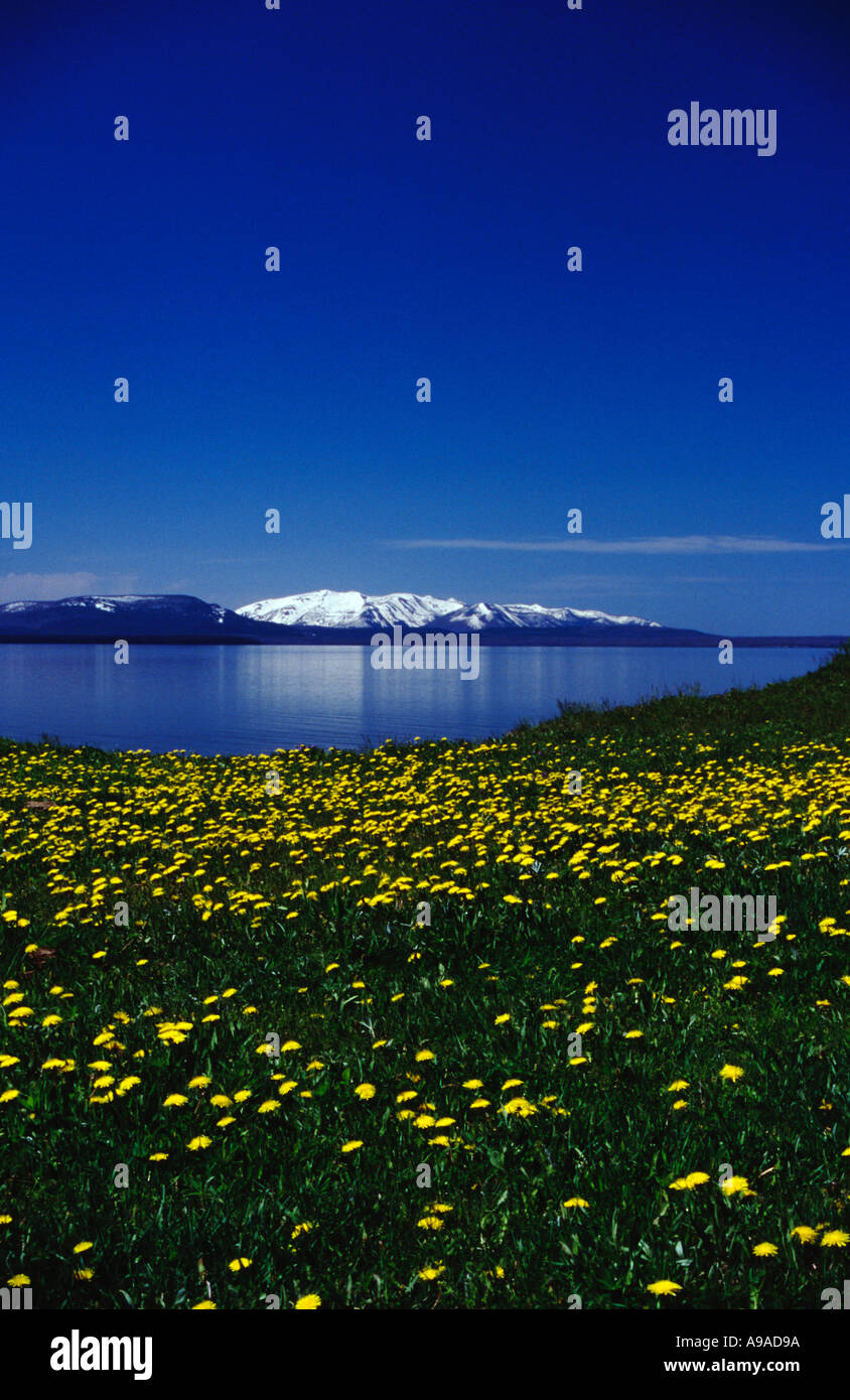 Vue d'été du Lac Yellowstone, le Parc National de Yellowstone, Wyoming, USA Banque D'Images