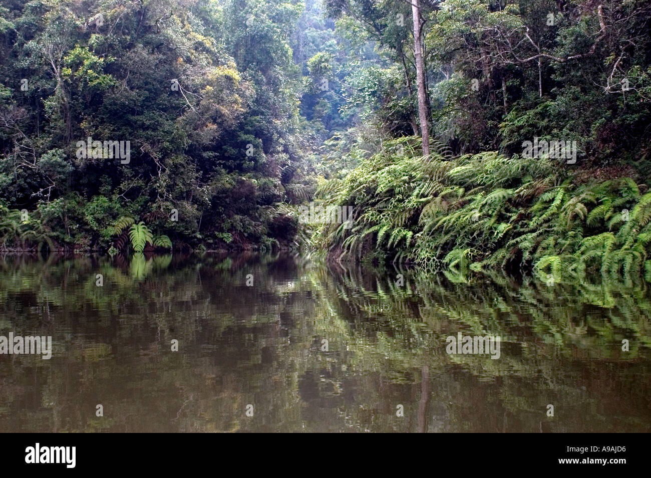 Jungle sur bord du lac Pahang Banque D'Images