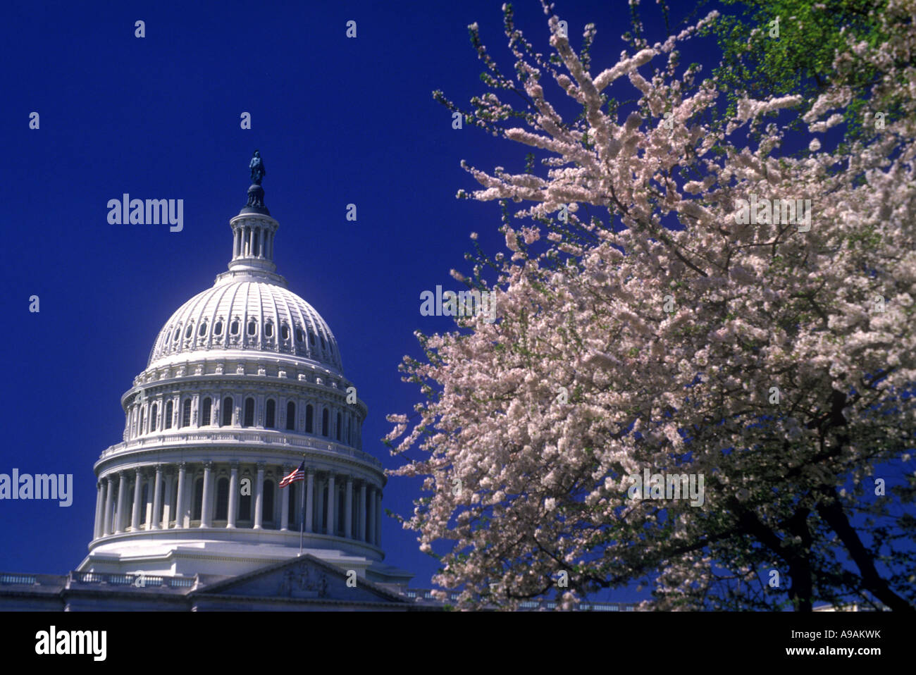 Fleurs de Printemps UNITED STATES CAPITOL BUILDING WASHINGTON DC USA Banque D'Images