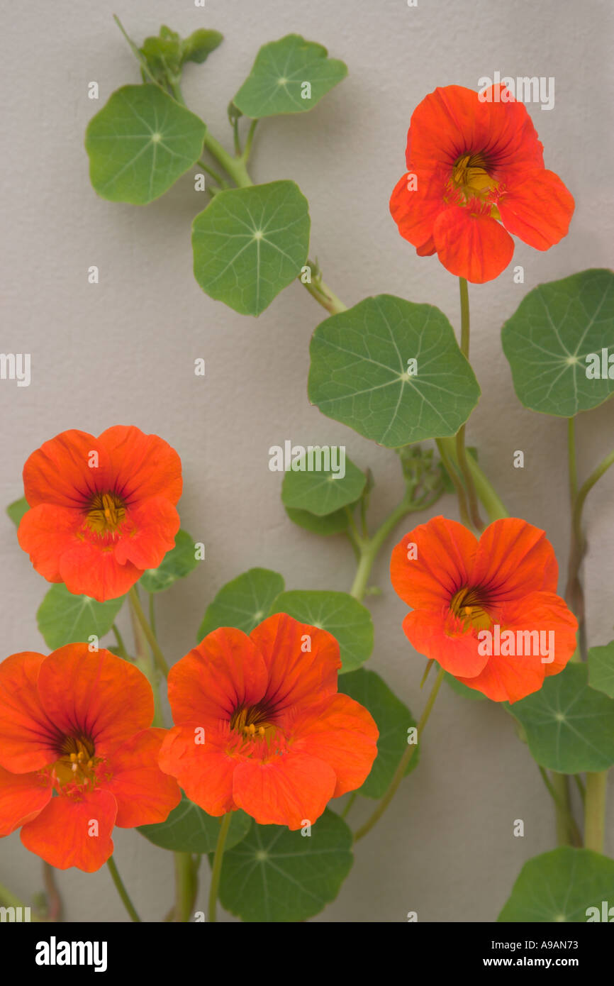 Capucine Tropaeolum majus Banque D'Images