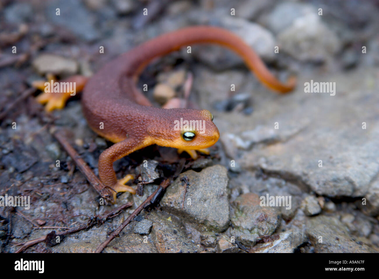 California Coast Range Newt Taricha torosa torosa Banque D'Images