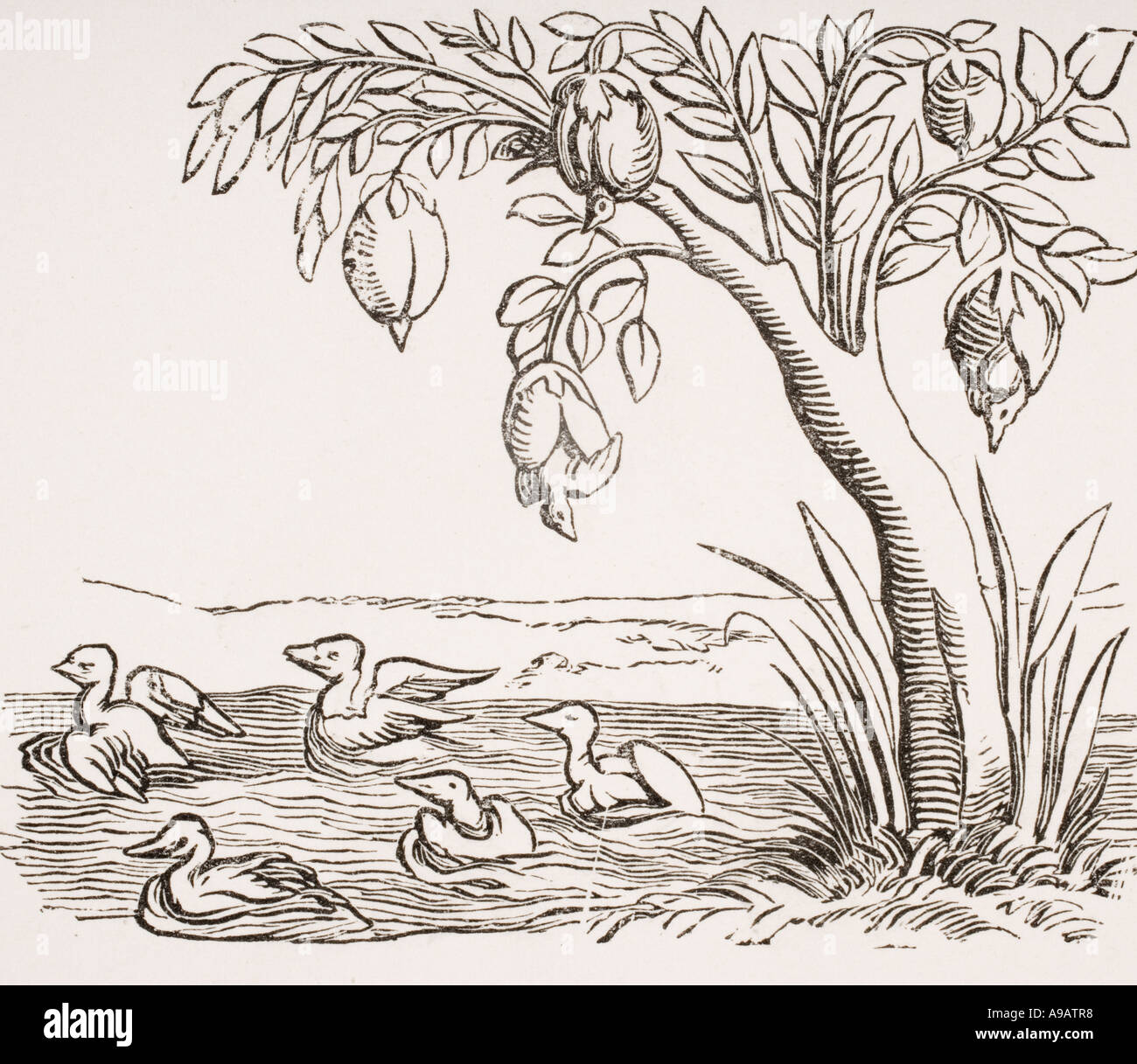 La Bernache nonnette illustrant la légende que ces oiseaux sont passés de balanes attaché à bois exposés à l'eau salée Banque D'Images