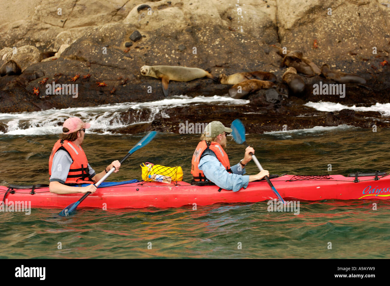 Amérique Latine Amérique du Sud Équateur Galapagos San Cristobal Island Deux hommes paddle passé les lions de mer sur les rochers Cerro Brujo Banque D'Images