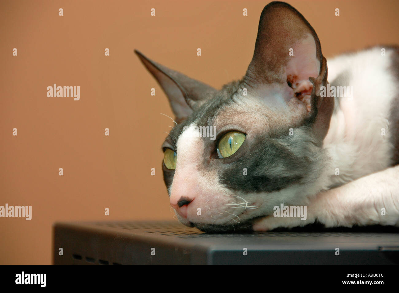 Cornish Rex femelle chat d'exposition en noir et blanc Banque D'Images