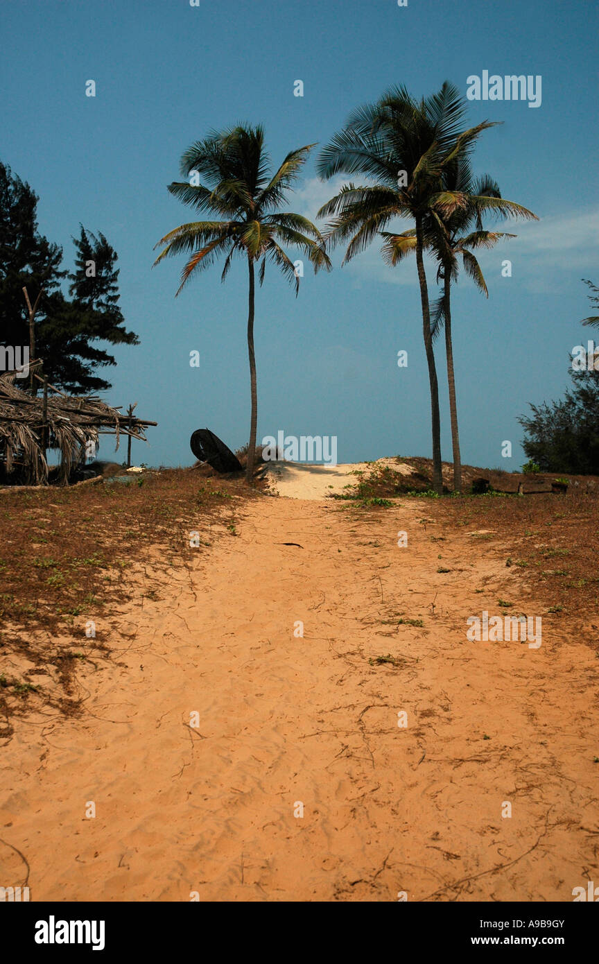 Des cocotiers, plage de Mandrem, Goa, Inde, Asie Banque D'Images