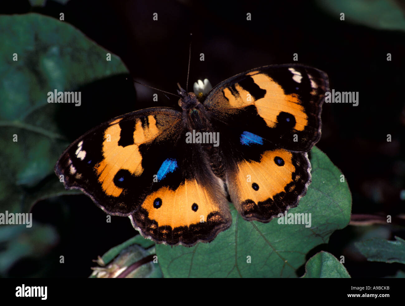 Papillon jaune Pansy hierta precis Thaïlande Banque D'Images