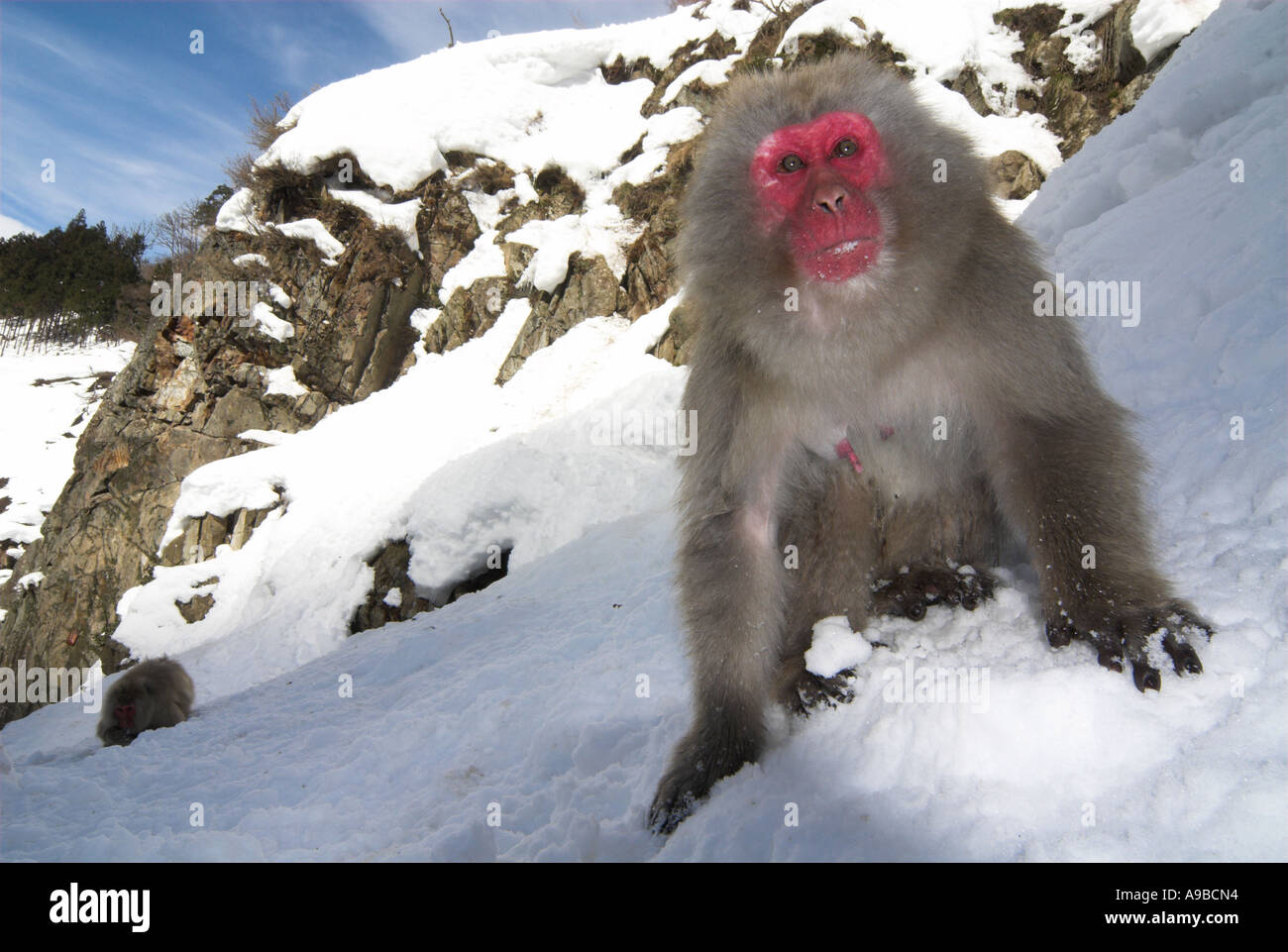 Macaque japonais Macaca fuscata hot nourriture dans la neige pour l'alimentation eau chaude du printemps Parc National Jigokudani Nagano Honshu au Japon Banque D'Images