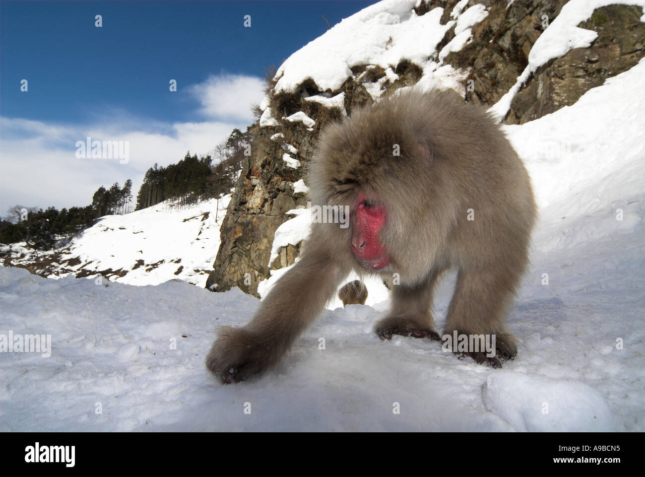 Macaque japonais Macaca fuscata nourriture dans la neige pour l'alimentation eau chaude du printemps Parc National Jigokudani Nagano Honshu au Japon Banque D'Images