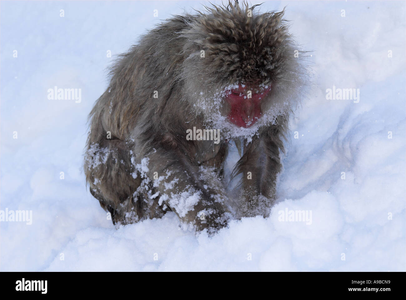 Macaque japonais Macaca fuscata nourriture dans la neige pour l'alimentation eau chaude du printemps Parc National Jigokudani Nagano Honshu au Japon Banque D'Images