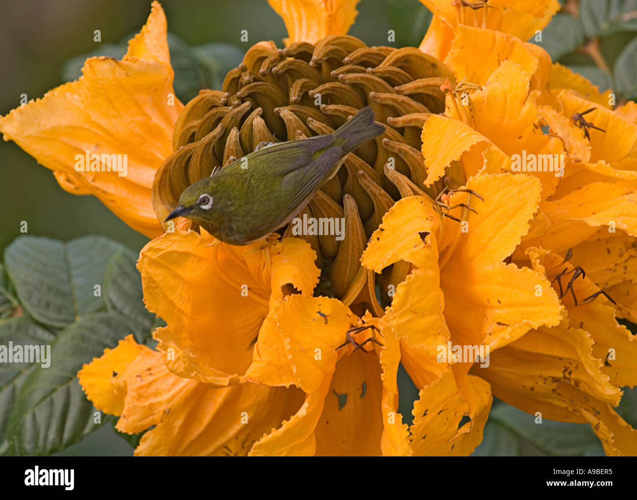 Japanese white-eye (Zosterops japonicus) sur l'Afrique (Spathodea campanulata) tulip tree blossom Banque D'Images