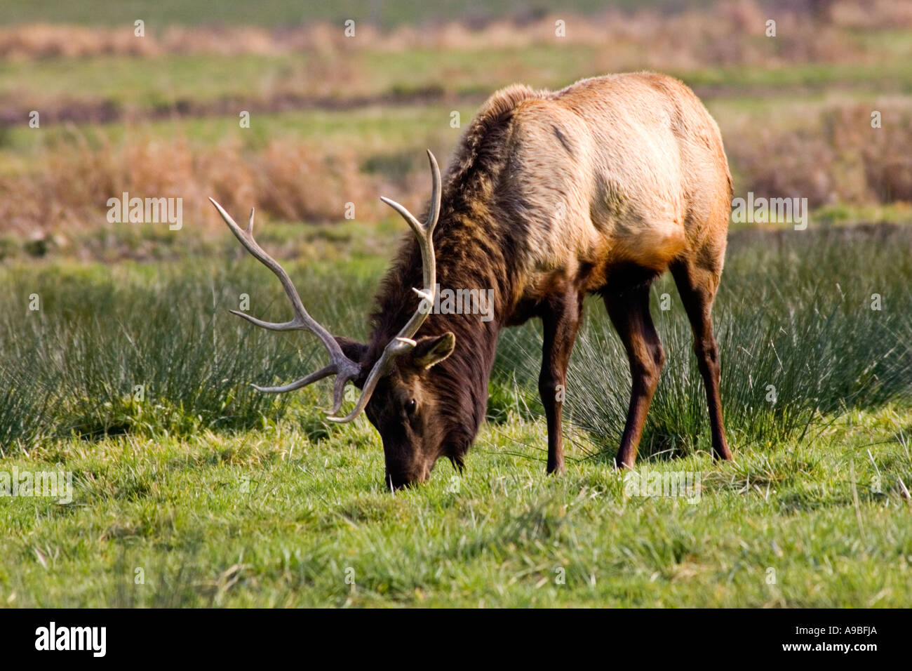 Roosevelt Bull Elk à pâturage le doyen Creek Elk zone d'affichage est de Gettysburg l'Oregon. Banque D'Images