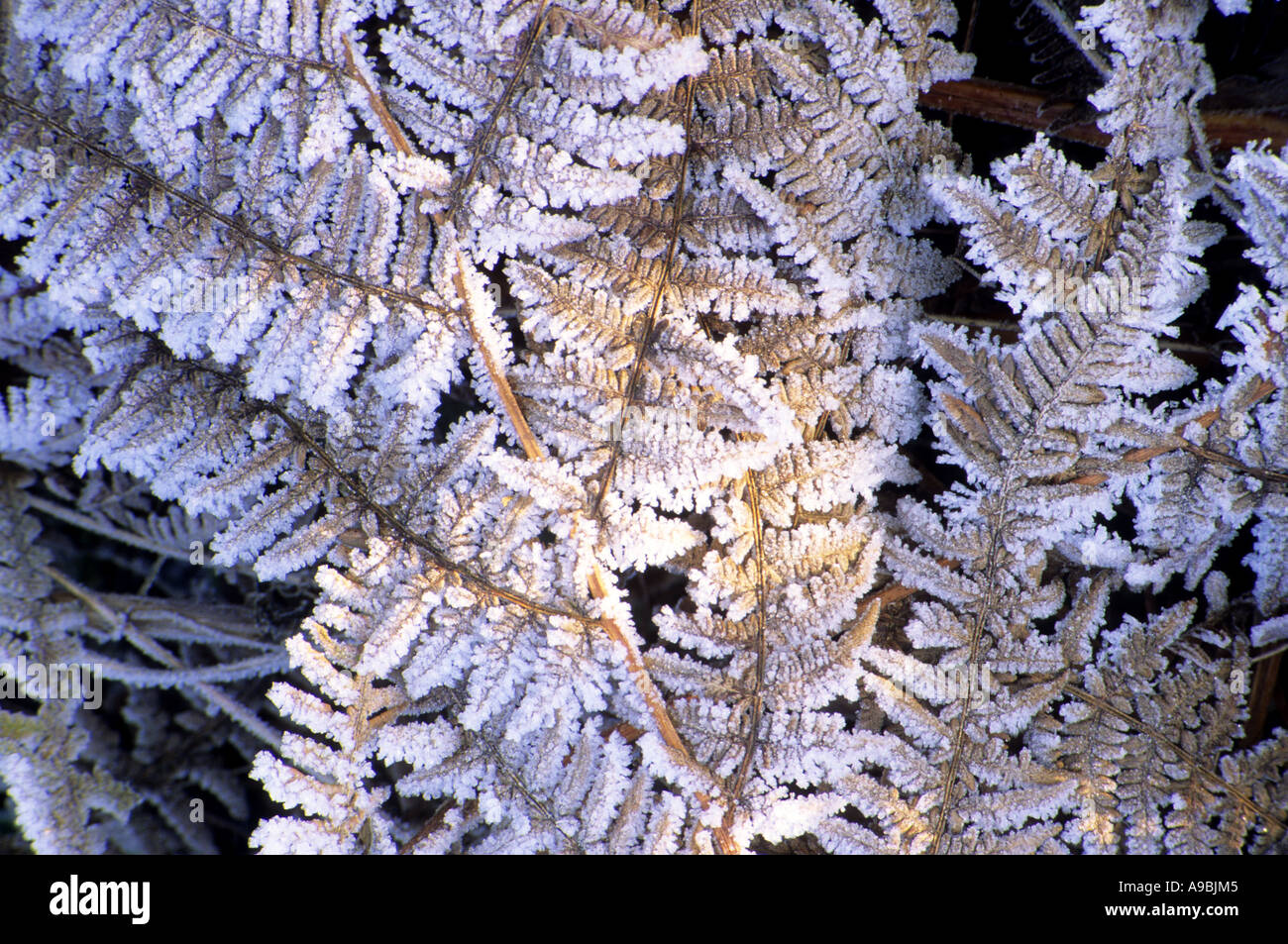 Fougères couverte de givre d'hiver Banque D'Images