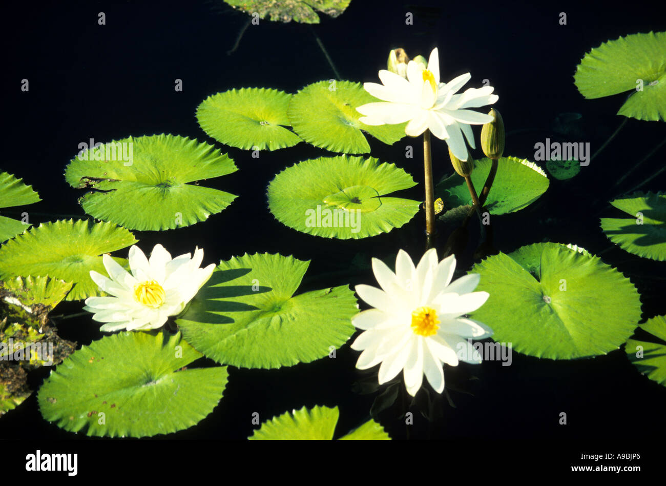 Les nénuphars en fleurs sur un lac d'eaux noires Banque D'Images