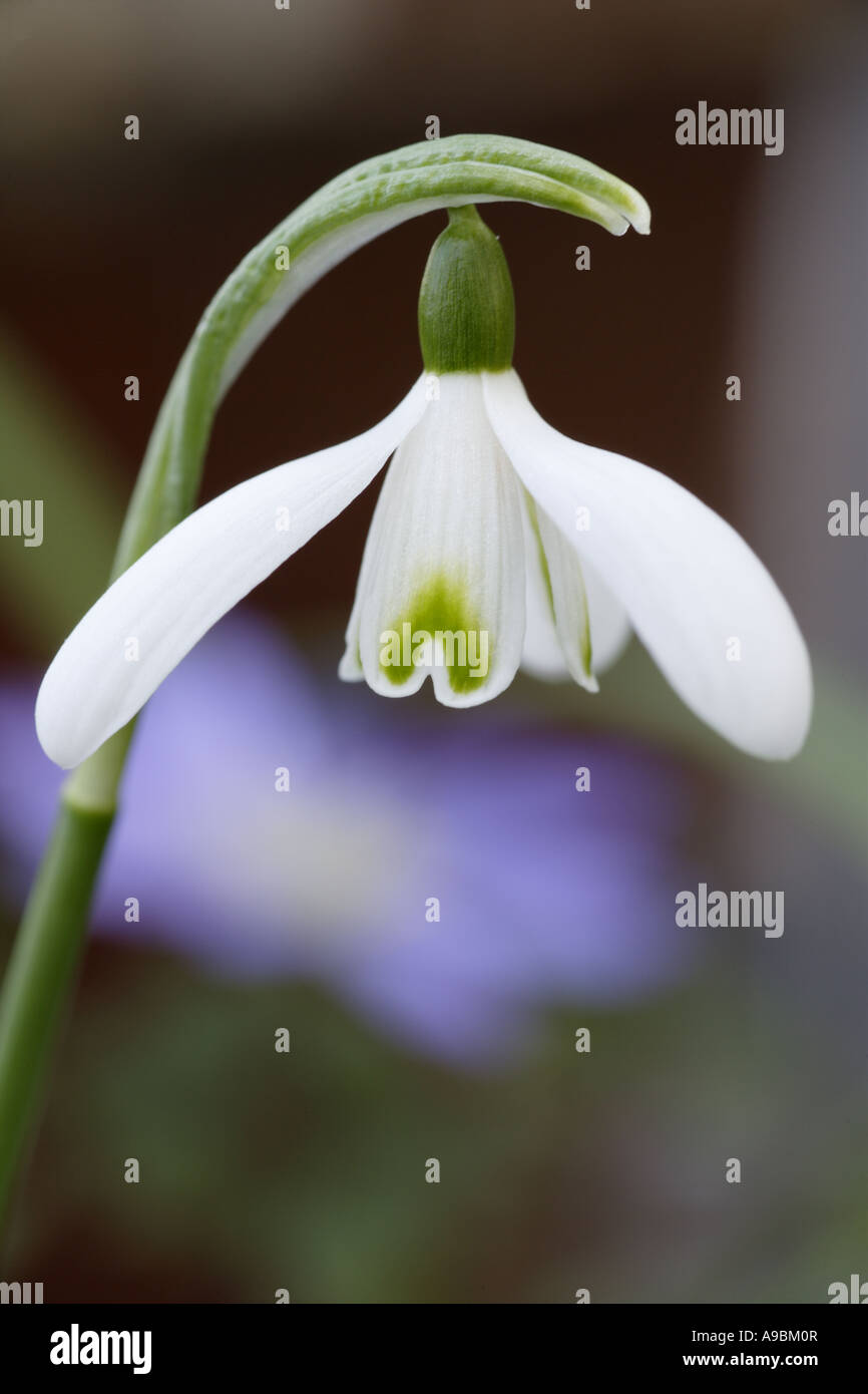 Au début du printemps des fleurs perce-neige Galanthus nivalis Scotland UK Banque D'Images