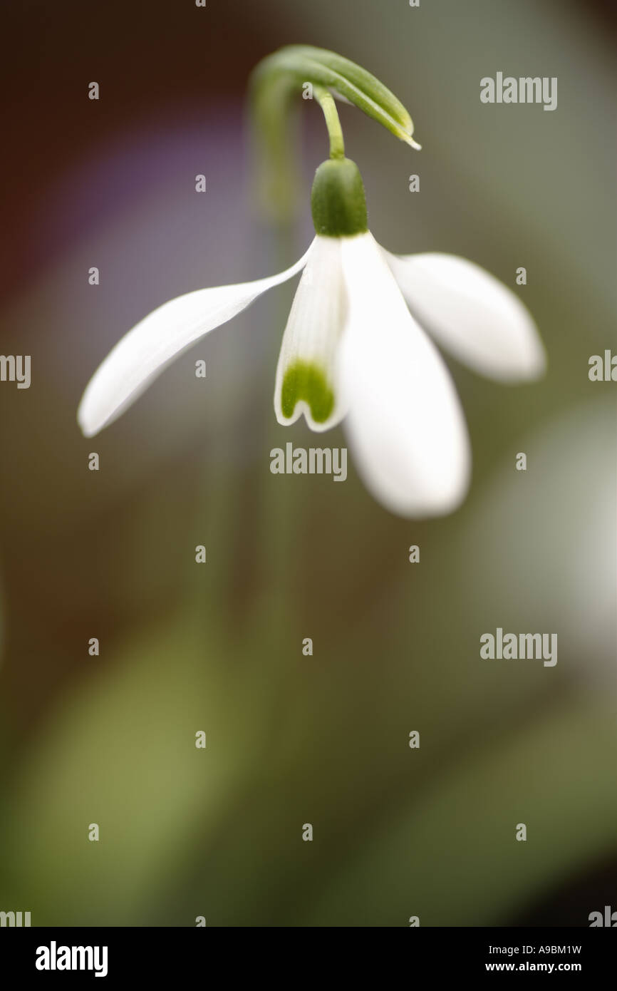 Au début du printemps des fleurs perce-neige Galanthus nivalis Scotland UK Banque D'Images