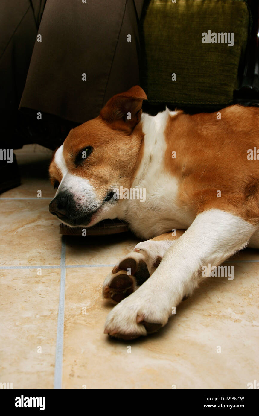Bon concept de droit pour la loyauté montrant mans meilleur ami loyalement au repos à ses propriétaires pieds Banque D'Images