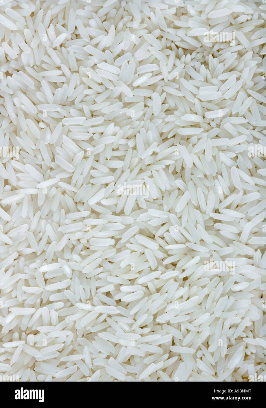 Macro fond de riz blanc Banque D'Images