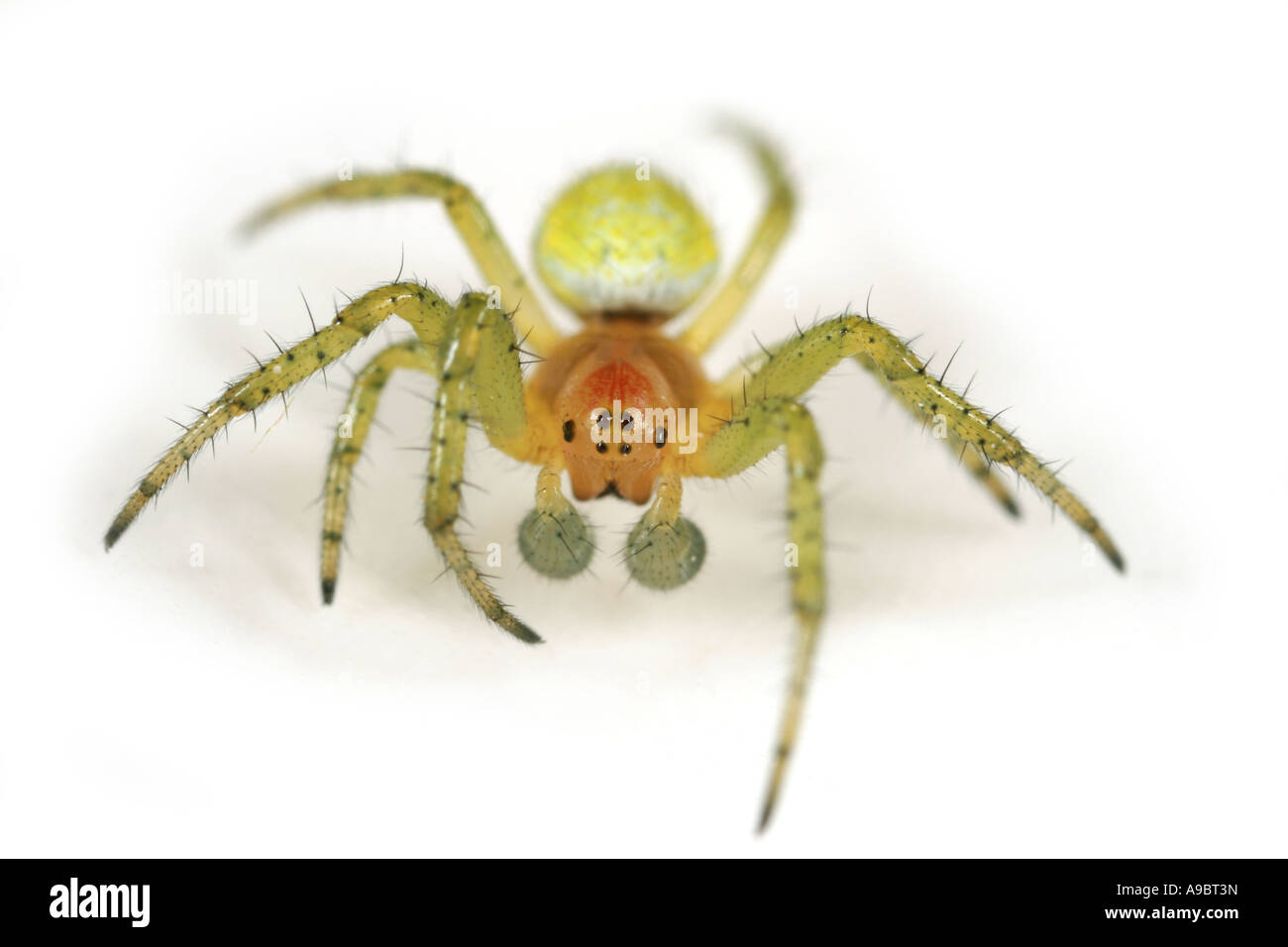 Araniella Cucurbitina araignée, concombre, sur fond blanc Banque D'Images