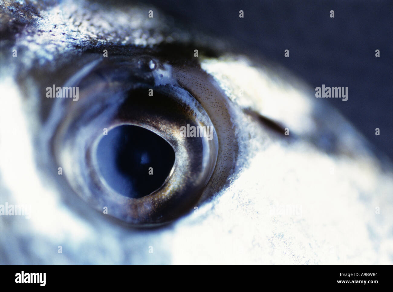 Close up of fish's eye Banque D'Images