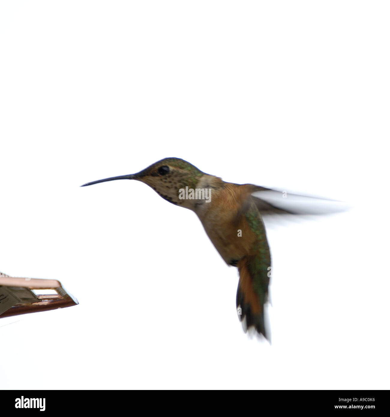 Colibri Roux Colibri roux femelle Banque d'images détourées - Alamy