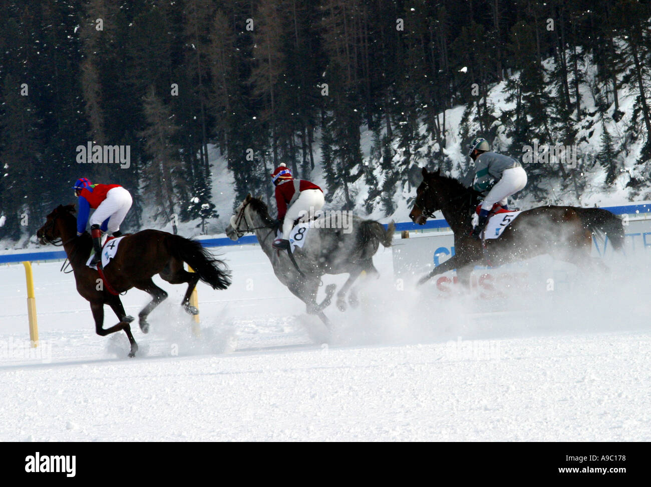 White Turf les courses de chevaux sur la neige à St Moritz Suisse Banque D'Images