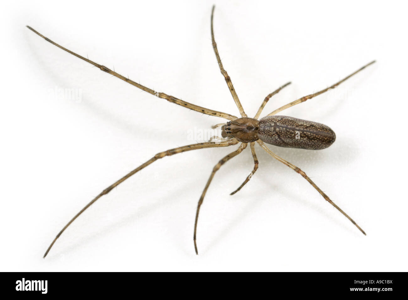 Tetragnatha nigrita femelle araignée, sous-famille des Trochilinae, appelé The Orbweavers plate longue ou d'Étirer les araignées Banque D'Images