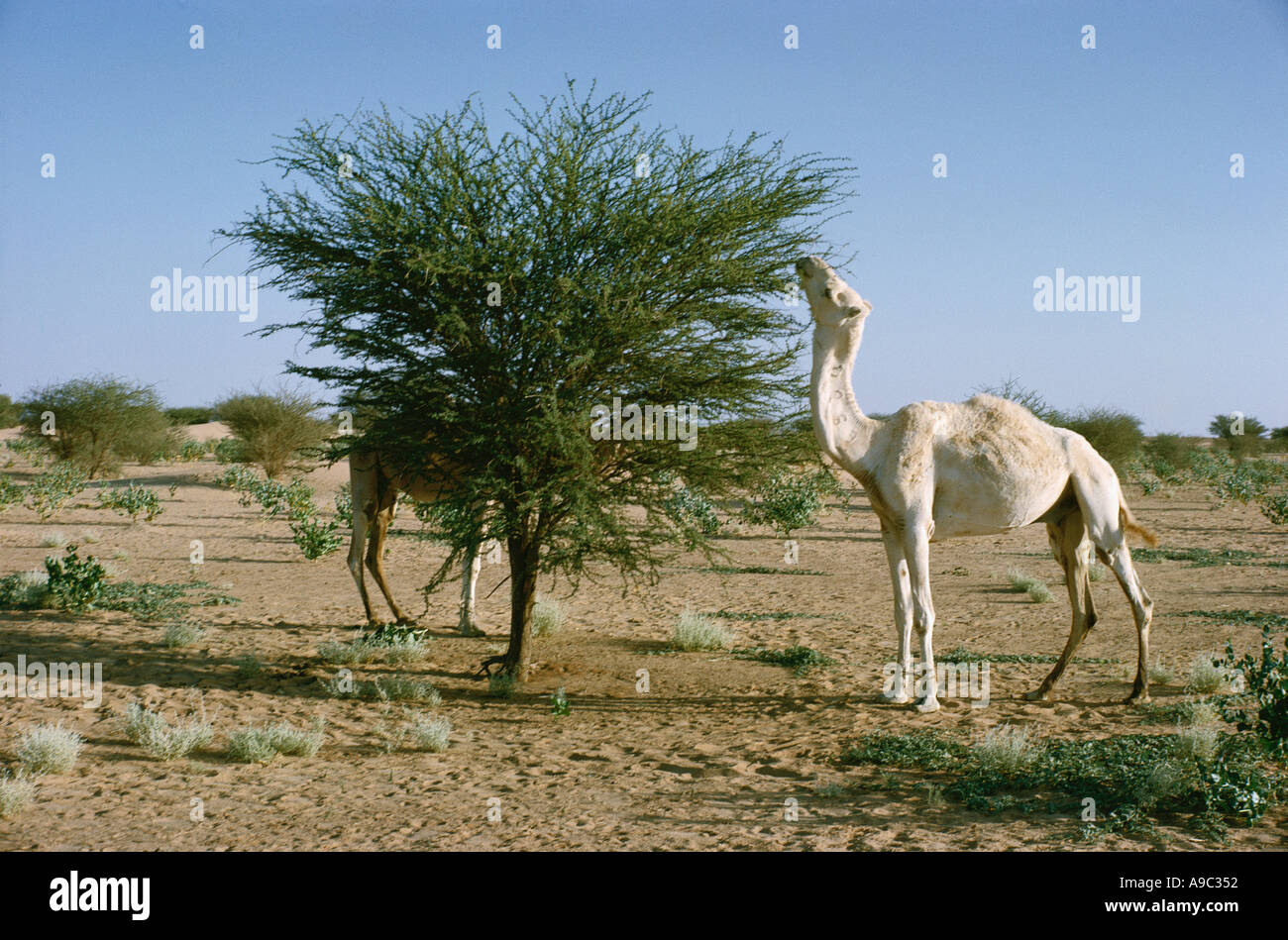 Dromadaire manger les feuilles d'Acacia dans le sud du désert du Sahara Afrique Niger Banque D'Images