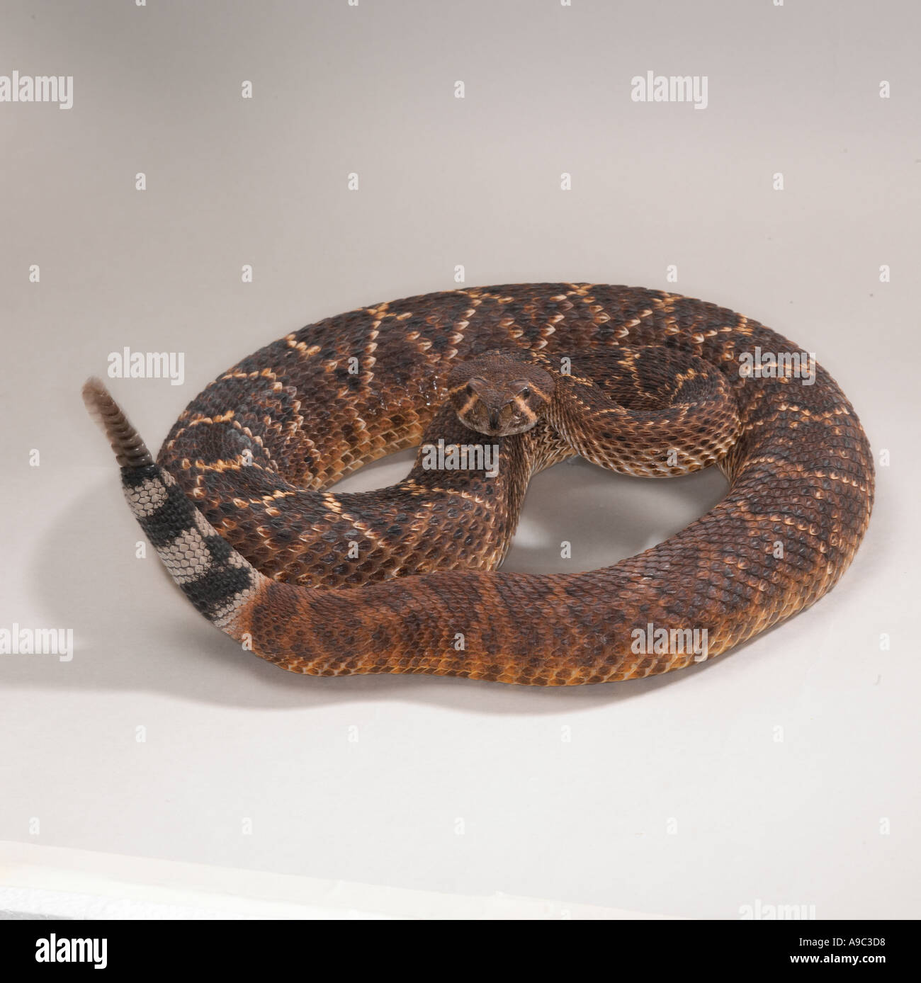 Western Diamondback Rattlesnake Banque D'Images