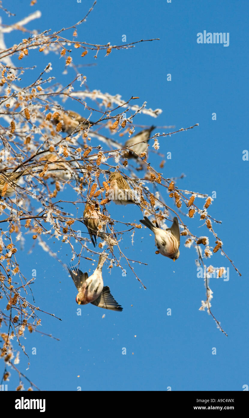 Troupeau de Redpolls (Acanthis flammea / Carduelis flammea) se nourrissant de la branche de bouleau contre le ciel bleu , Finlande Banque D'Images