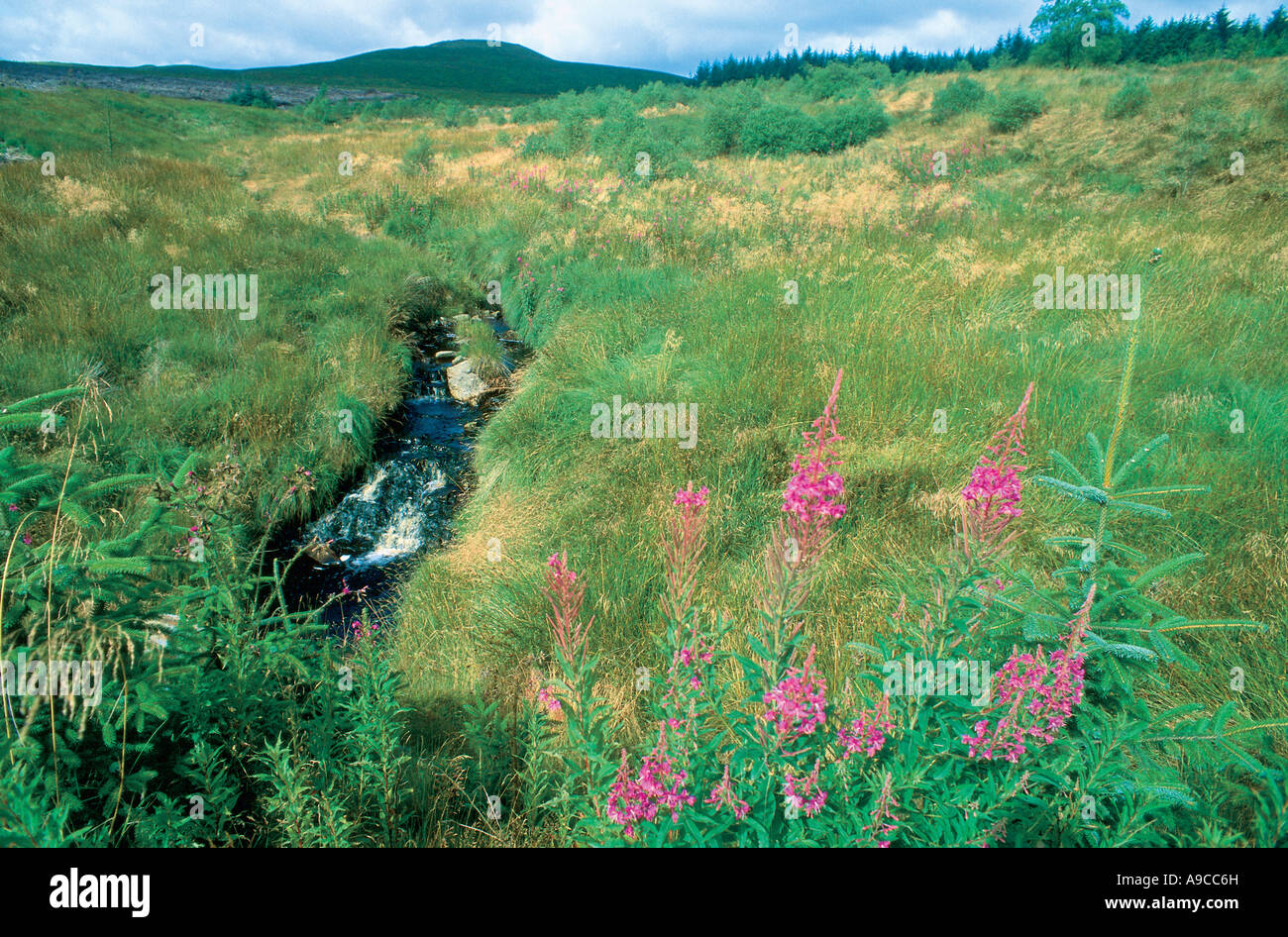 Rivière paysage Tywi Lon Las Cymru Tywi Forest Banque D'Images