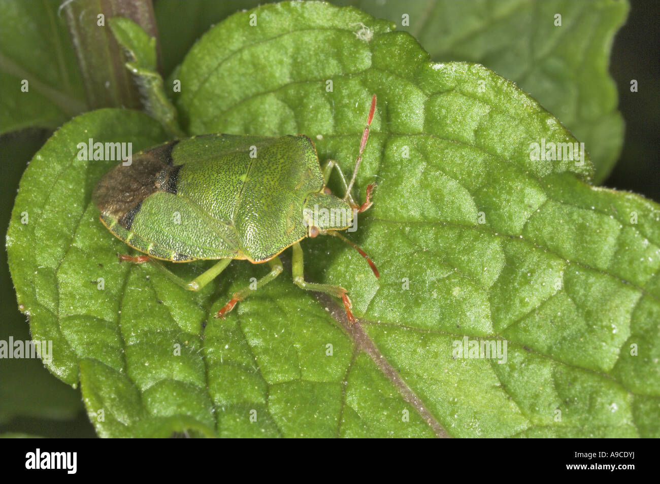 Le bouclier vert commun bug palomena prasina au repos sur leaaf menthe avril UK Norfolk Banque D'Images