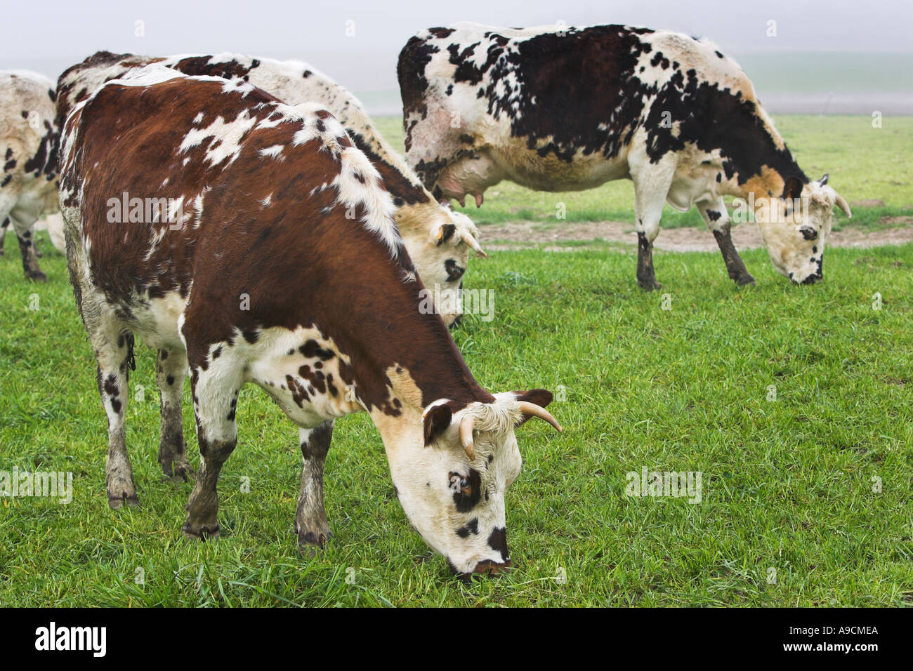 Le pâturage des vaches dans un champ Normandie France Europe Banque D'Images