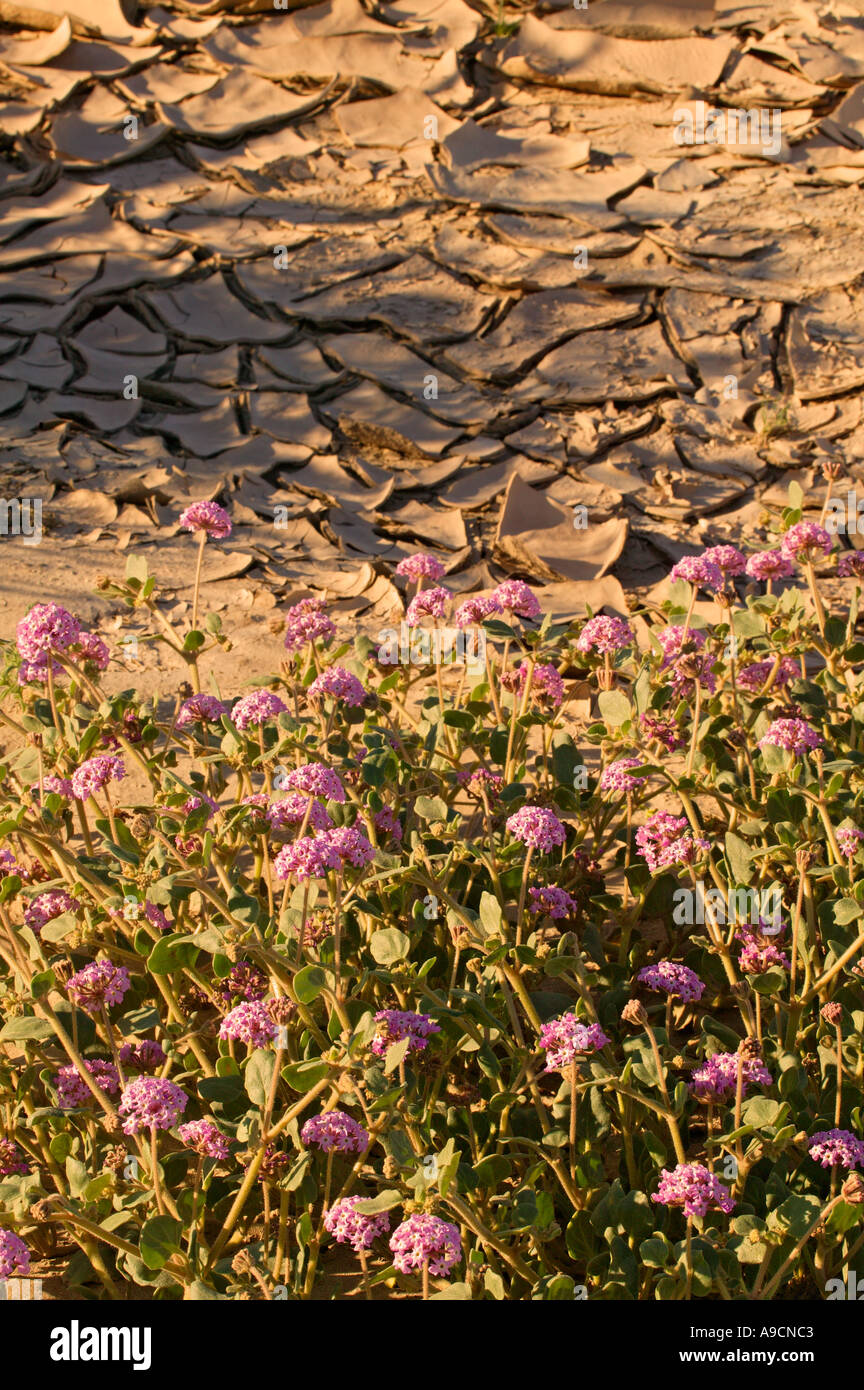 Abronia villosa et boule de boue séchée dans l'Amargosa River bed Death Valley National Park Californie Banque D'Images