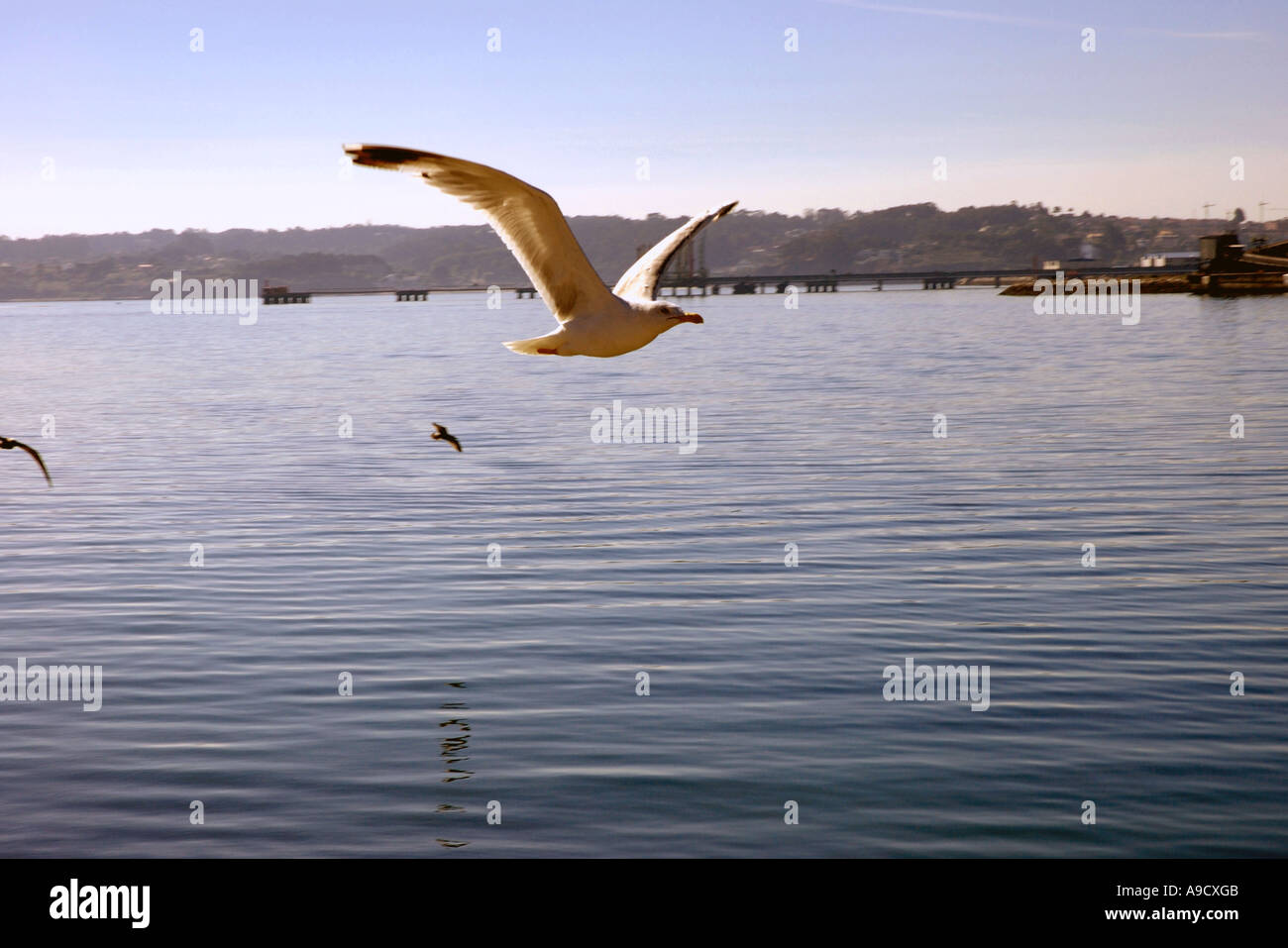 Vol de mouettes dans la baie de La Corogne La Coruna La Corogne Galice Corunha Océan Atlantique Espagne España Iberia Europe Banque D'Images