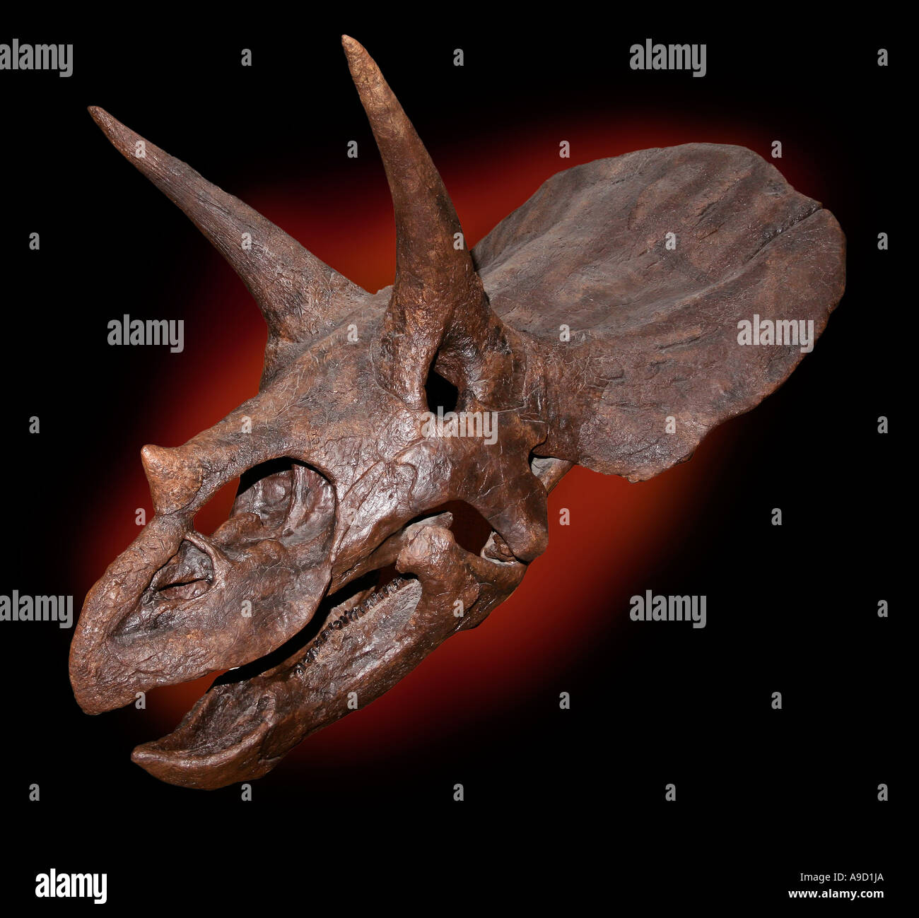 Triceratops horridus Cast d'un crâne du Crétacé Supérieur Formation de Hell Creek Harding Comté Dakota du Sud USA Banque D'Images
