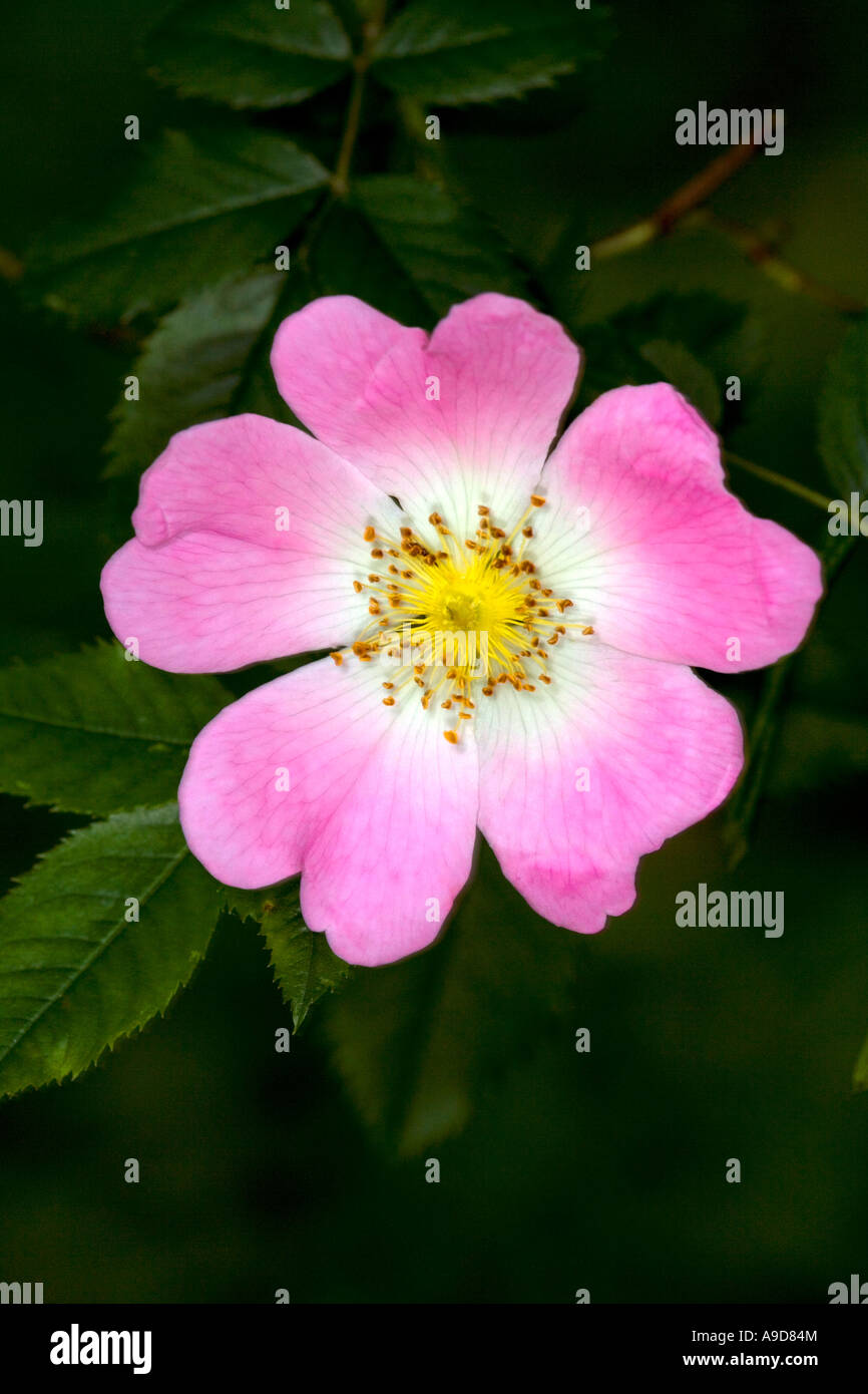Une fleur de la Rose sauvage, également connue sous le nom de la Rose de chien, (Rosa canina) Banque D'Images