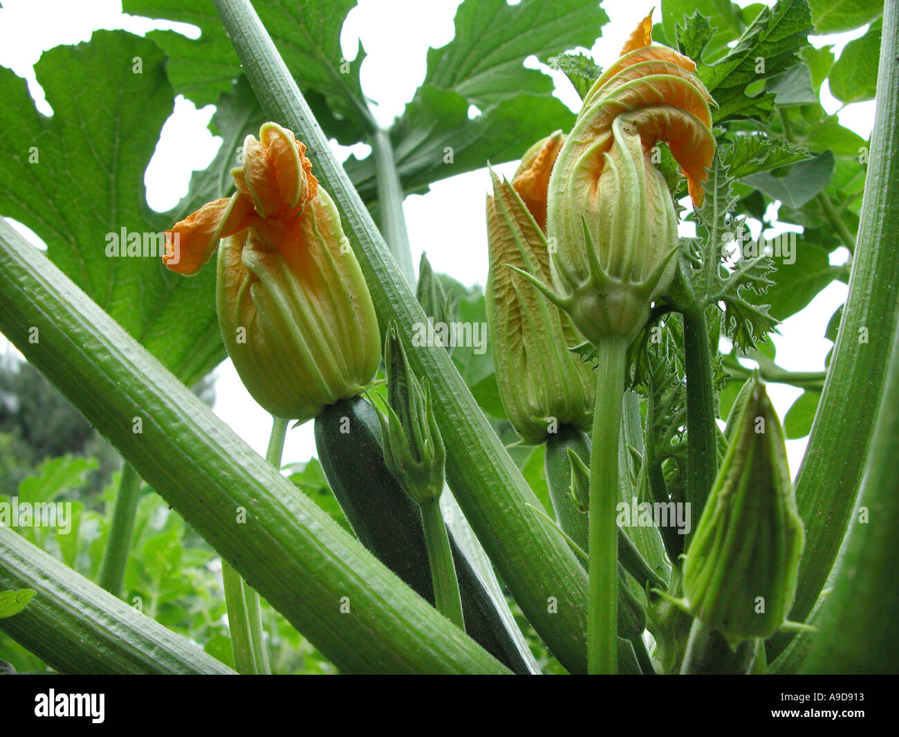 Fruits et fleurs de courgettes sur l'usine vu depuis le sol vers le bas Banque D'Images